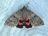 Red Underwing